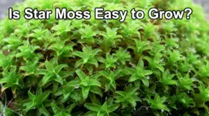 Is Star Moss Easy to Grow?