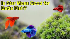Is Star Moss Good for Betta Fish?