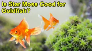 Is Star Moss Good for Goldfish?