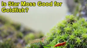 Is Star Moss Good for Shrimps