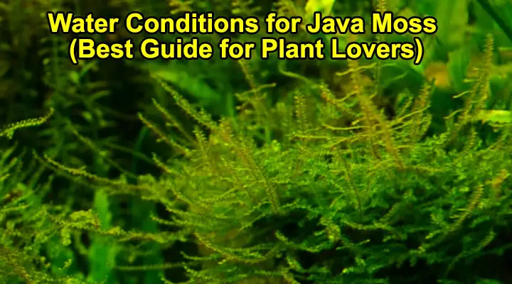 Water Conditions for Java Moss