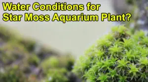Water Conditions for Star Moss