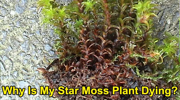 Why Is My Star Moss Plant Dying