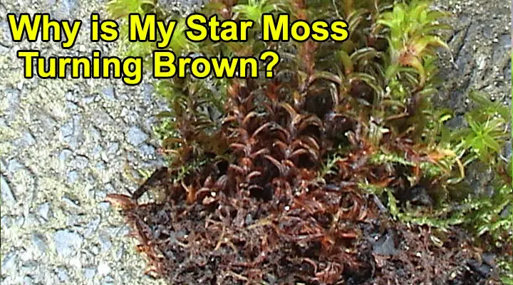 Why is My Star Moss Turning Brown?