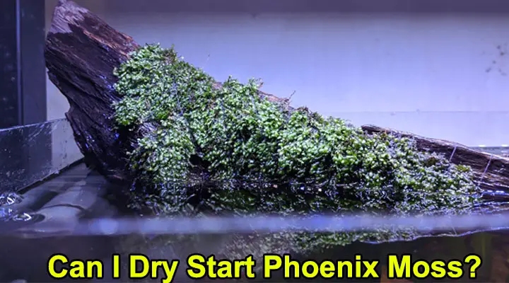 Can I Dry Start Phoenix Moss