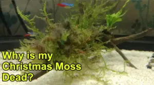 Christmas Moss Dead