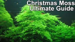 Christmas Moss Ultimate Guide