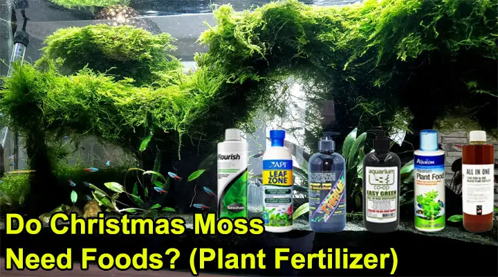 Do Christmas Moss Need Foods Plant Fertilizer