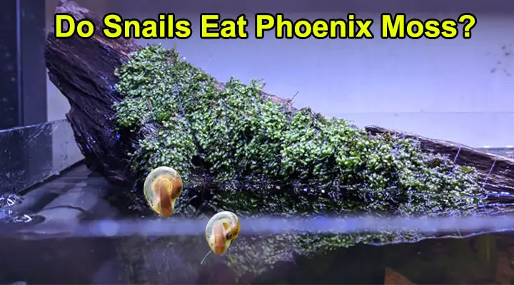 Do Snails Eat Phoenix Moss?