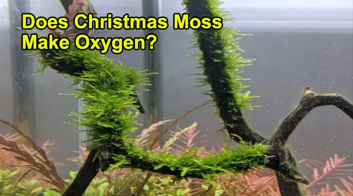 Does Christmas moss make oxygen