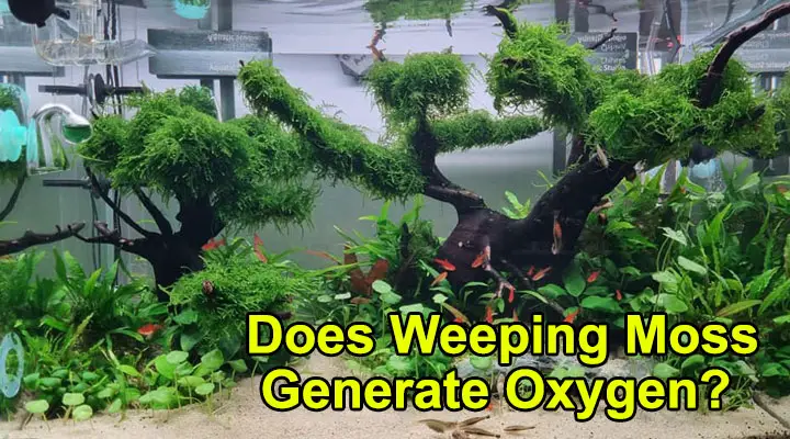 Does Weeping Moss Generate Oxygen