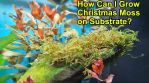 How can I grow Christmas moss on substrate
