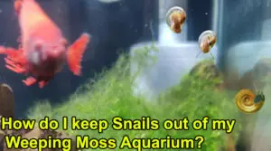 How do I keep Snails out of my Weeping Moss Aquarium?