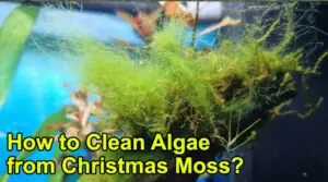 How to clean algae from Christmas Moss