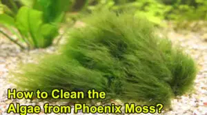 How to Clean the Algae from Phoenix Moss?