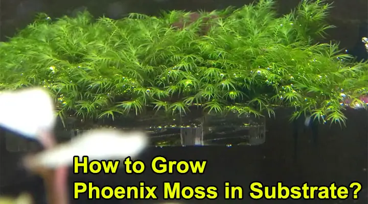 How to Grow Phoenix Moss in Substrate?