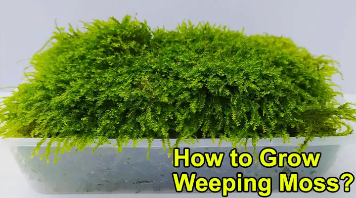How to Grow Weeping Moss