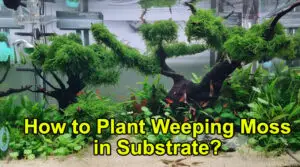 How to Plant Weeping Moss in Substrate?