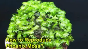 How to Reproduce Phoenix Moss