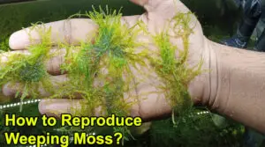 How to Reproduce Weeping Moss?