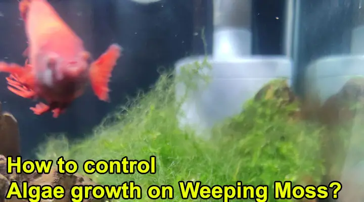 How to control Algae growth on Weeping Moss