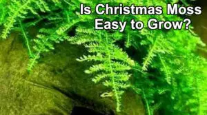 Is Christmas Moss easy to grow