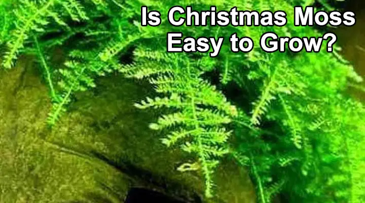 Is Christmas Moss Easy to Grow