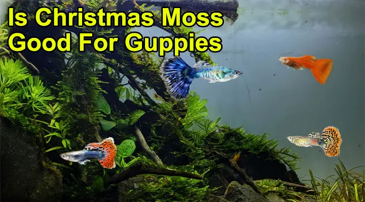 Is Christmas Moss Good For Guppies