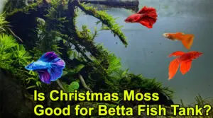 Is Christmas Moss Good for Betta Fish Tank