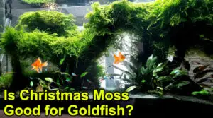 Is Christmas Moss Good for Goldfish