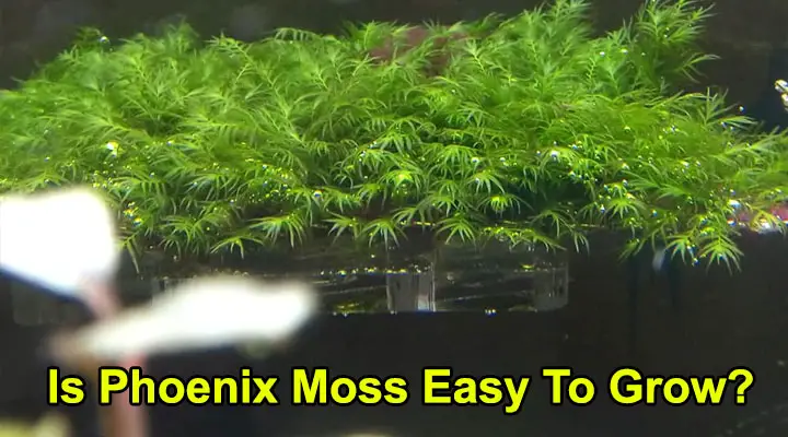 Is Phoenix Moss Easy To Grow?