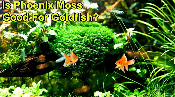 Is Phoenix Moss Good For Goldfish?