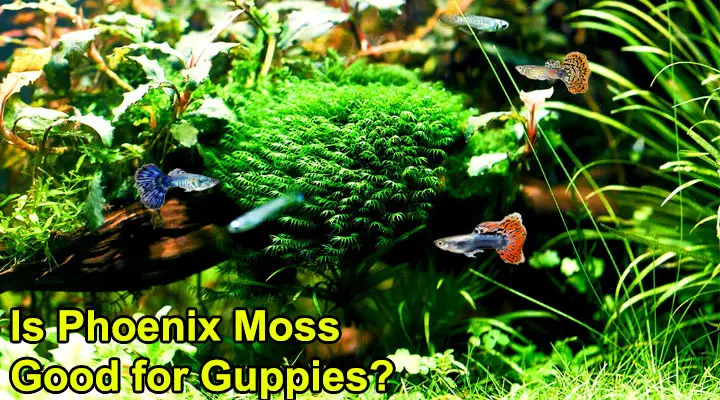 Is Phoenix Moss Good for Guppies?