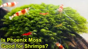 Is Phoenix Moss Good for Shrimps?