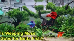 Is Weeping Moss Good for Betta Fish?