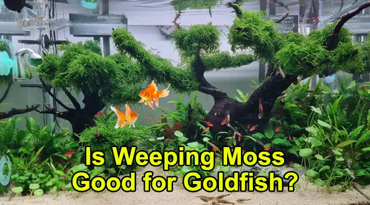 Is Weeping Moss Good for Goldfish?