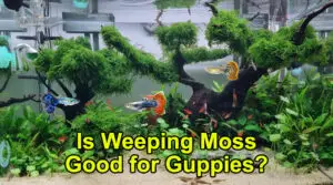 Is Weeping Moss Good for Guppies