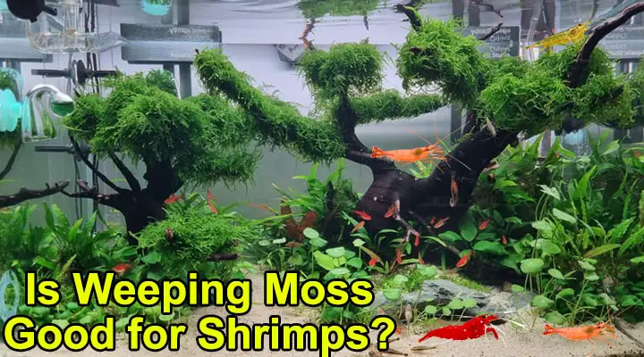 Is Weeping Moss Good for Shrimps?