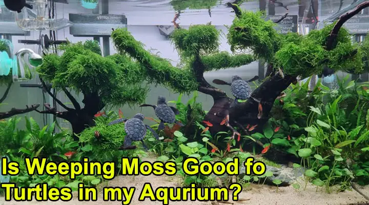 Is Weeping Moss Good for Turtles