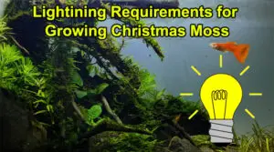 Lightning Requirements for Growing Christmas Moss