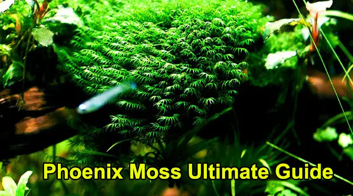 Phoenix Moss Ultimate Guide