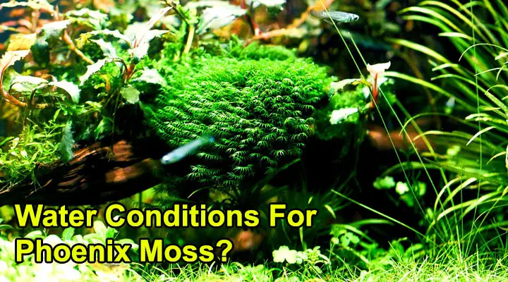 Water Conditions For Phoenix Moss