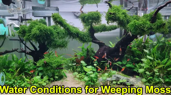 Water Conditions for Weeping Moss