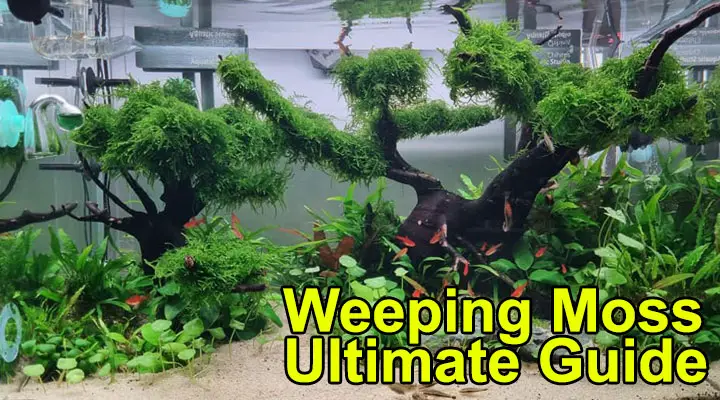 Weeping Moss Ultimate Guide