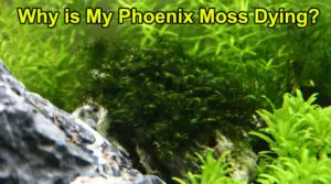 Why is My Phoenix Moss Dying?