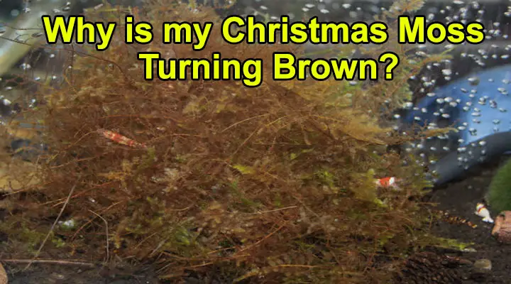 Christmas Moss Turning Brown