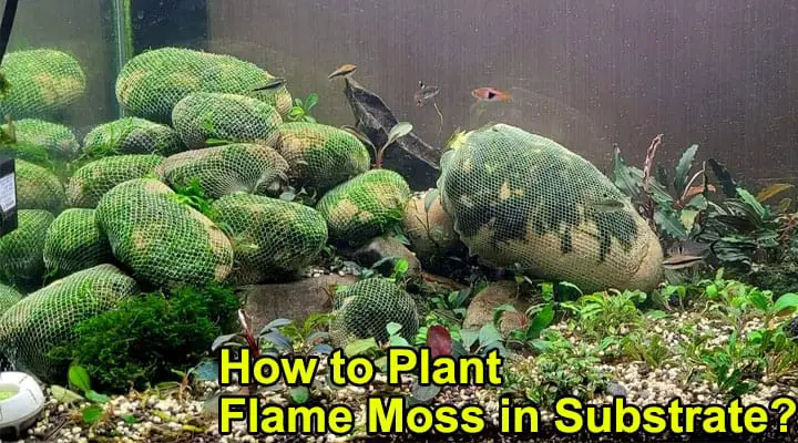 How to Plant Flame Moss in Substrate