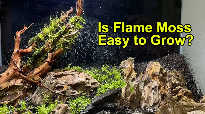 Is Flame Moss Easy to Grow
