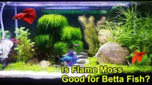 Is Flame Moss Good for Betta Fish