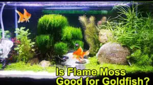 Is Flame Moss Good for Goldfish